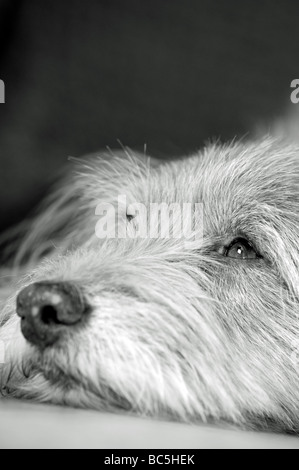 Niedlicher, flauschiger, ungewöhnlicher k9-Hund in entspannter Pose mit entzückenden flauschigen Ohren, aber dennoch wachsam und attraktiv als bester Freund des Mannes Stockfoto