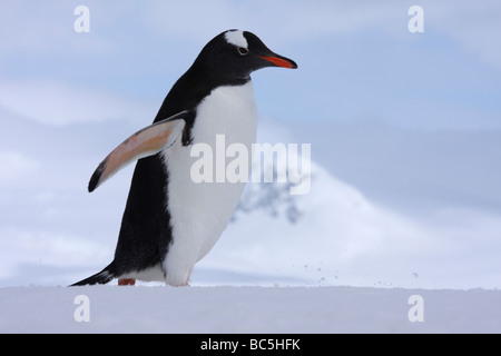 Antarktis, Süd-Shetland-Pinguin, Gentoo Penguin (Pygoscelis Papua) Stockfoto