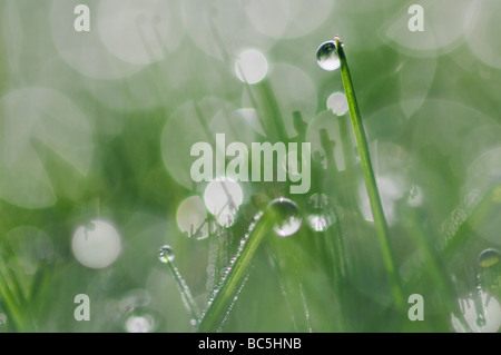 Grass mit Tau fällt, Lichtreflexion, Nahaufnahme Stockfoto