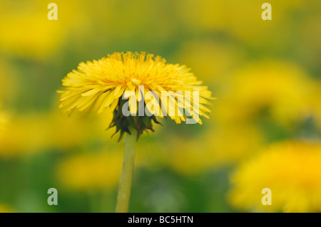 Löwenzahn (Taraxacum Officinale), Nahaufnahme Stockfoto