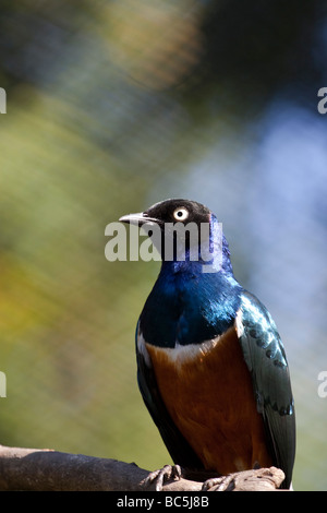 Afrikanische Superb Starling. Familie: Spottdrosseln, Gattung: Glanzstare, Arten: Superbus. Südafrika. Stockfoto