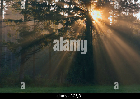 Deutschland, Bayern, Sonnenstrahlen im Wald Stockfoto