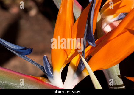 Nahaufnahme von Paradiesvogel Blume Stockfoto