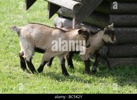 Zwei junge domestiziert Ziegenlämmer, Capra Aegagrus Hircus, Horntiere Stockfoto