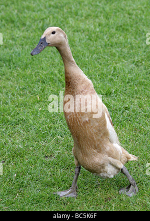 Buff Indian Runner Duck, Anatidae, Anseriformes Stockfoto