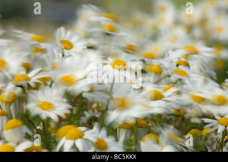 Kamille (Matricaria Chamomilla, Matricaria Recultita) Erblüh, Nahaufnahme Stockfoto