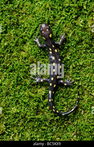 Spotted Salamander, Z.B. Aronstab, auf Moos Stockfoto