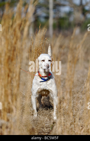 Englisch Setter auf Punkt während Wachtel Wachtel Jagd in Piney Woods von Georgien Stockfoto