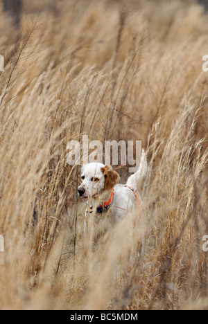 Englisch Setter auf Punkt während Wachtel Wachtel Jagd in Piney Woods von Georgien Stockfoto