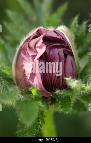 Macro Papaver orientale 'Patty's Plum' Bud, Großbritannien Stockfoto