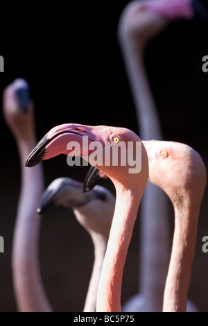 Eine Gruppe von Rosaflamingos. Familie: Phoenicopteridae, Gattung: Phoenicopterus, Arten: Roseus. Südafrika. Stockfoto