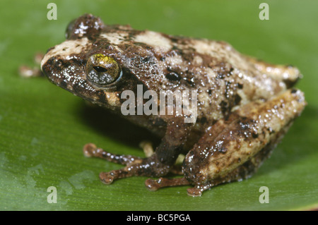 Braun Busch Frosch, Philautus Petersi, sitzt auf einem Blatt Stockfoto