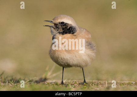 Wüste Steinschmätzer Oenanthe Bodendegradierung Stockfoto