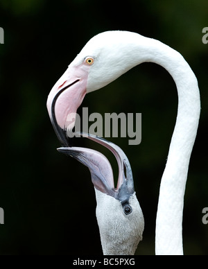 Flamingo (Phoenicopteriformes) Fütterung der Küken, close-up Stockfoto