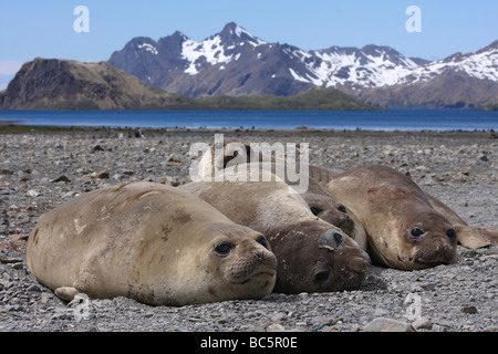 Süd-Georgien, Seeelefanten, die Ruhe am Ufer Stockfoto