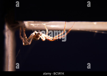 Spinne (Larinioides Sclopetarius) zu überbrücken, Nahaufnahme Stockfoto