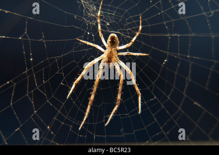 Spinne (Larinioides Sclopetarius) zu überbrücken, Nahaufnahme Stockfoto