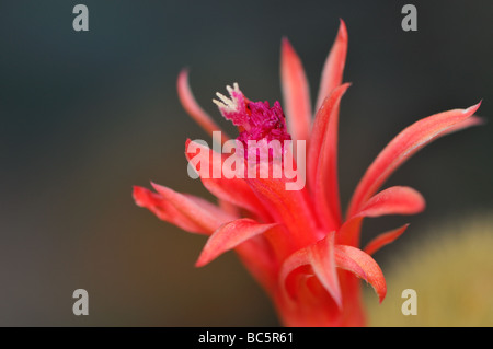 Eine Blüte des Cleistocactus Winteri. Die Anlage, die gebürtig aus Bolivien ist, nennt man gemeinhin die goldene Ratte Schweif Kaktus. Stockfoto