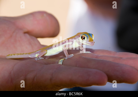 bunte Palmato Gecko, eine der Kreaturen der Namib-Naukluft-Wüste in Namibia Stockfoto