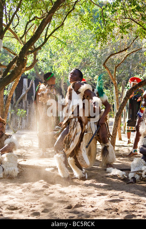 Zulu Krieger gibt traditionellen Tanz im Dumazulu Kulturdorf, Südafrika Stockfoto