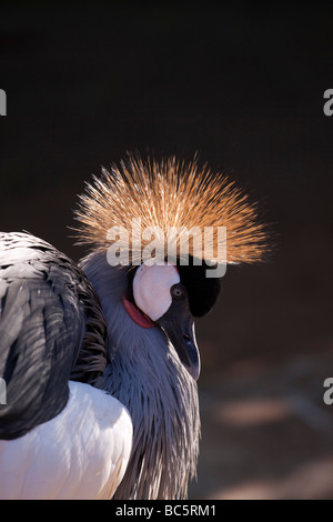 South African gekrönt Kran Stockfoto