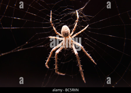 Spinne (Larinioides Sclopetarius) zu überbrücken, Nahaufnahme Stockfoto