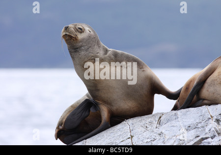 Argentinien, Patagonien, Ushuaia, Beagle-Kanal, Seelöwen (Otaria Flavescens), Nahaufnahme Stockfoto