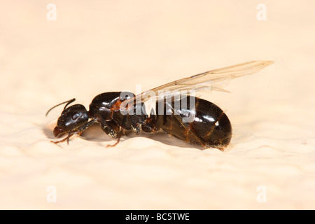 Europäische Erntemaschinen Ant, Messor barbarus. Winged Königin Stockfoto