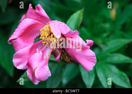 Pfingstrose - nach dem Regen Stockfoto