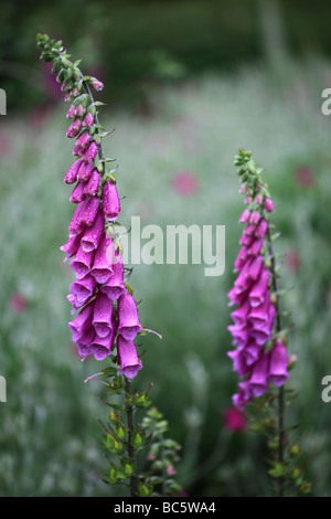 Nach dem Regen - Fingerhut Stockfoto