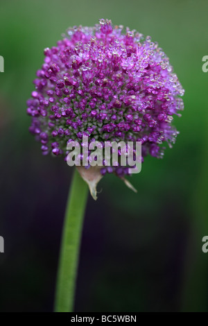 Allium Blumen bedeckt mit Regentropfen Stockfoto