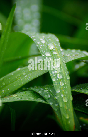 Makroaufnahme einer nassen, Dewey Wassertröpfchen bilden auf dem Blatt der grünen Pflanze Stockfoto