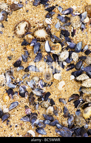 Muscheln am Strand Harris, Schottland Stockfoto