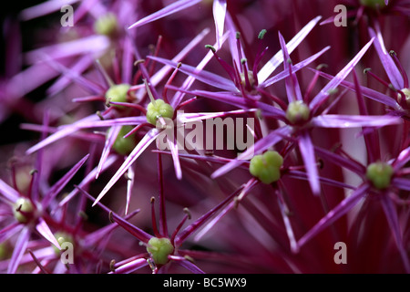 Nahaufnahme von der kleinen Verbindersatz, aus denen sich eine AlliumPurple Stockfoto