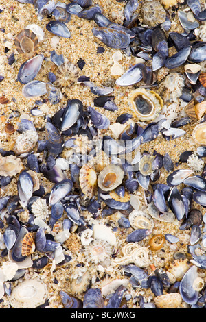 Muscheln am Strand Harris, Schottland Stockfoto