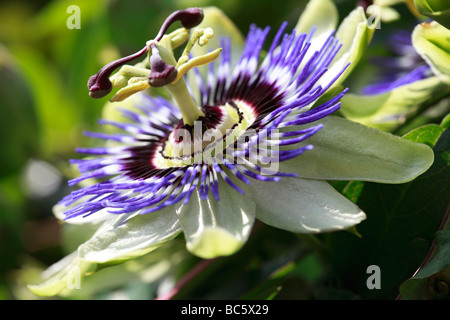 Passionsblume - Passiflora caerulea Stockfoto