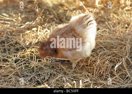 Silkie Hühner auf Heu in einem lokalen Petting Zoo für Kinder Stockfoto