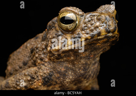 Riesen Fluss Kröte, Bufo juxtasper Stockfoto