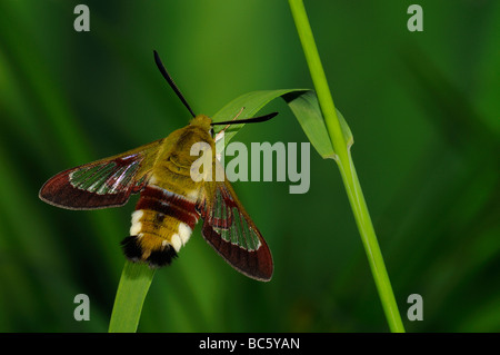 Breite umrandet Bee Hawkmoth Hemaris Fuciformis Erwachsenen ruht auf Grashalm Oxfordshire UK Stockfoto