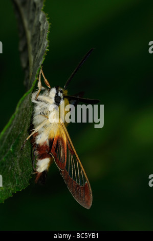 Breite umrandet Bee Hawkmoth Hemaris Fuciformis Erwachsenen ruht auf Blatt Oxfordshire UK Stockfoto