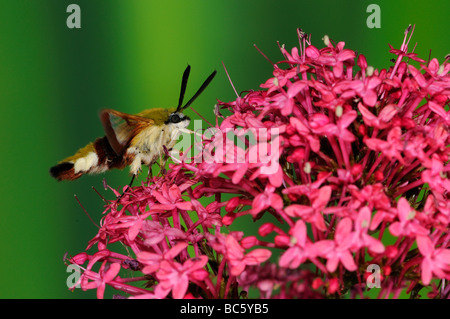 Breite umrandet Bee Hawkmoth Hemaris Fuciformis Erwachsenen ruht auf Red Valerian Blume Oxfordshire UK Stockfoto