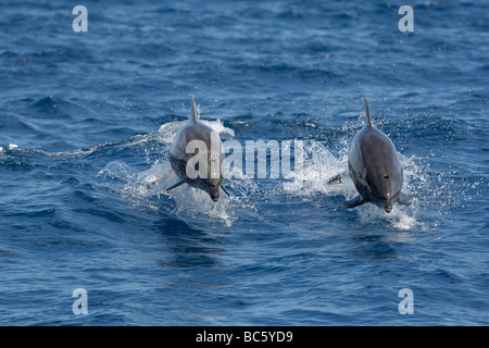 Bottlenose Dolphin Tursiops Truncatus zwei springenden zusammen Sea of Cortez Mexiko Stockfoto