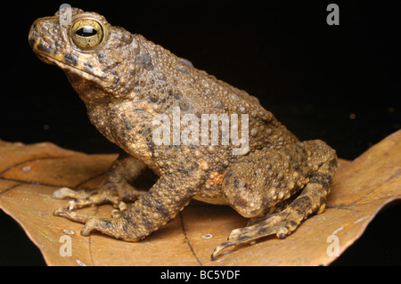 Riesen Fluss Kröte, Bufo juxtasper Stockfoto