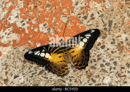 Clipper Schmetterling Parthenos Sylvia Gefangenschaft native nach Südostasien Stockfoto