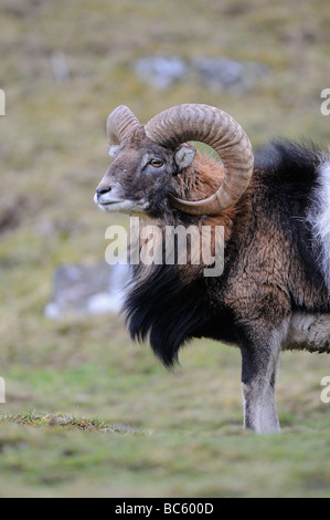 Mufflon Ovis Aries Highland Wildlife Park Kingussie Schottland Stockfoto