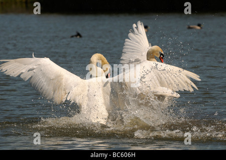 Höckerschwan Cygnus Olor Erwachsene kämpfen Abbotsbury UK Stockfoto