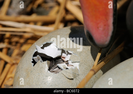Höckerschwan Cygnus Olor Ei zu schlüpfen Abbotsbury UK Stockfoto