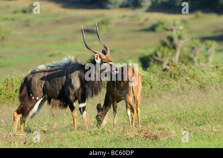 Nyala Tragelaphus Angasi Männchen und Weibchen zusammen Männchen in Balz Eastern Cape Südafrika anzeigen Stockfoto