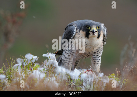 Wanderfalken Falco Peregrinus Fütterung auf taube Schottland gefangen Stockfoto