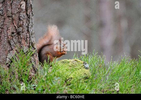 Eichhörnchen Sciurus Vulgaris saß auf Basis des Baumes essen eine Nuss Cairngorms Schottland Stockfoto